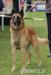 Belgický ovčák malinois s PP - Predaj