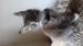 Kocięta MaineCoon - Sprzedaż