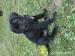 Cane Corso szczenięta - Sprzedaż