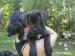 Cane Corso szczenięta - Sprzedaż
