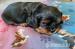 Štěňátka kavalír king charles spaniel s PP - Prodej