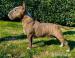 Miniaturny bullterrier - Predaj