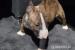 Miniaturny bullterrier - Predaj