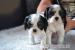 Kavalír king charles spaniel - Prodej