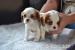 Kavalír king charles spaniel - Prodej