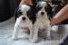 Kavalír king charles spaniel - Prodej