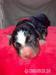 Appenzellský salašnický pes - štěňátka s PP - Prodej