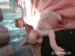 Maciatka sphynx - Predaj