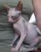 Maciatka sphynx - Predaj