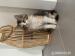 Nórska lesná mačka –predám mačiatka nórskej lesnej - Predaj