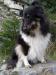 Sheltie - Prodej