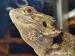 Pogona Vitticeps/Agama Vousatá  - Prodej