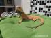 Pogona Vitticeps/Agama Vousatá  - Prodej