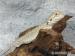 Pogona Vitticeps/Agama Vousatá  - Prodej