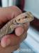 Pogona Vitticeps/Agama Vousatá  - Prodej