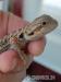 Pogona Vitticeps/Agama Vousatá  - Prodej