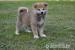 Akita Inu s PP - Prodej
