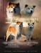 Akita Inu s PP - Prodej