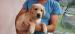 Labrador šteniatka smotanové-psíkovia - Predaj