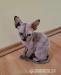 Maciatka Sphynx - Predaj