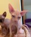 Maciatka Sphynx - Predaj