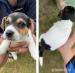 Jack Russel  Teriér - Predaj