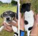Jack Russel  Teriér - Predaj