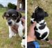 Jack Russel  Teriér - Predaj