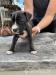 Americký pitbulteriér šteniatka na predaj - Predaj