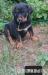 Rottweiler Welpen  - Verkauf