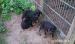 Rottweiler Welpen  - Verkauf