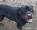 Rottweiler Welpen  - Verkauf