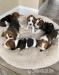 KC Registered Beagle Pups for sale - Sale