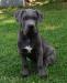 Cane corso s PP - Prodej