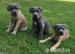 Cane corso s PP - Prodej