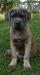 Cane corso s PP - Prodej
