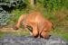Rhodéský ridgeback - štěňata s PP - Predaj