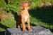 Rhodéský ridgeback - štěňata s PP - Predaj