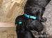 Pudl Královský s PP - Prodej