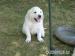 Golden retriever s PP - štěňata /zlatý retrívr/ - Prodej