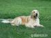 Golden retriever s PP - štěňata /zlatý retrívr/ - Prodej