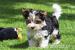 Biewer terrier - Prodej