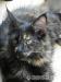 Maine Coon - Sprzedaż