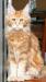 Maine Coon - Sprzedaż