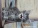 Maine Coon - Sprzedaż
