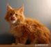 Maine Coon - Sprzedaż
