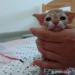 Mačiatka Devon rex s PP - Predaj