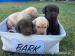 Labradorská štěňata k bezplatné adopci. - Prodej