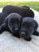 Labradorská štěňata k bezplatné adopci. - Prodej