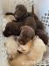 Czekoladowe labradory i czarne szczenięta - Sprzedaż